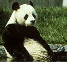 /user/panda2.jpg