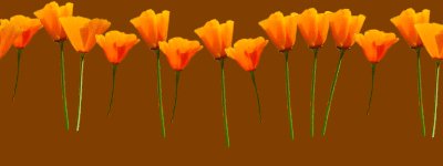 poppies_a2.jpg (9491 bytes)