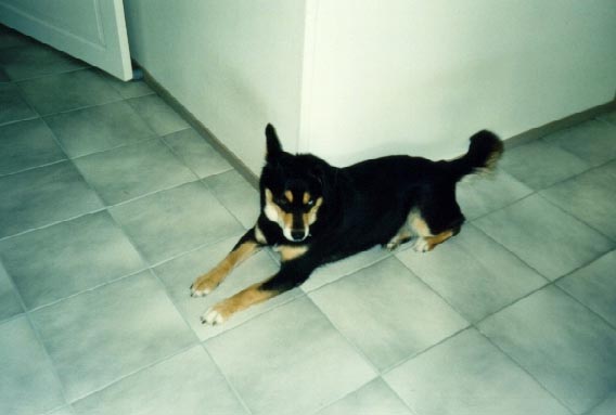 --=[koiruus_lattialla]=--