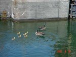 Cute Geese