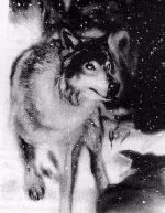 Mikaido is wolf form