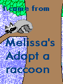 Adopt a Raccoon