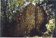 place of the seed