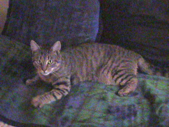 My Cat, Itty-Bitty
