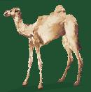 FDMcS Airlines presents... A camel!
