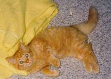 Meaty, 10/10/95, aprox. 5 months