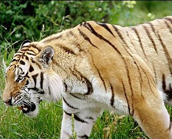 BLOODY BIG CAT-TYPE CRITTER!!!!!