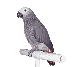 /user/grey.gif