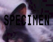 cibo001.jpg (4079 octets)