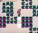 Holding Crop