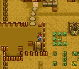 Shipping Tomato