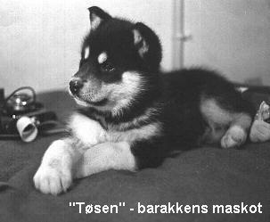 slædehundehvalp