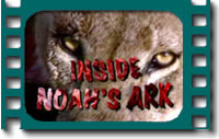 Noah Booklet