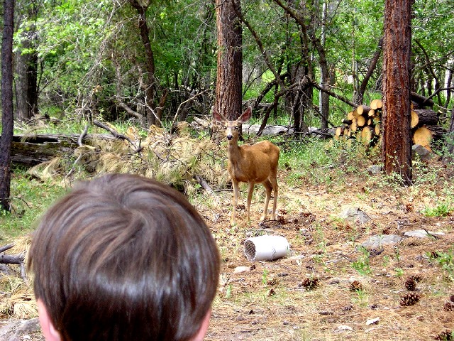 Bill and Deer