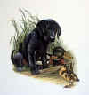 blklabpup.jpg (64509 bytes)