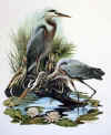 bluheron.jpg (65591 bytes)