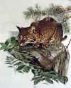 bobcat.jpg (79494 bytes)