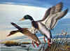 geese.jpg (59462 bytes)