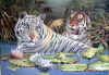 majtigers.jpg (56311 bytes)