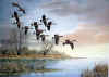 geese.jpg (64200 bytes)
