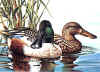 nevadaduck82-83.jpg (85796 bytes)