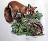 redfox.jpg (68499 bytes)