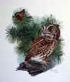 screechowl.jpg (69134 bytes)