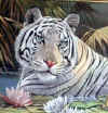 whitetiger.jpg (63755 bytes)