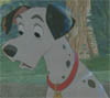 Pongo looking surprised