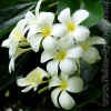 Plumeria.jpg (59123 bytes)