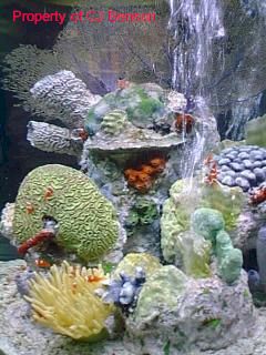 13 Epcot Living SeasWeb2.jpg (24997 bytes)