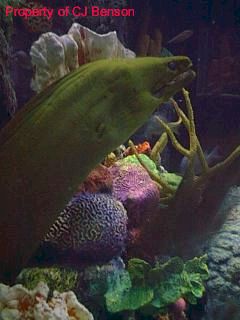 15 Epcot Living Seas MorayWeb.jpg (15626 bytes)