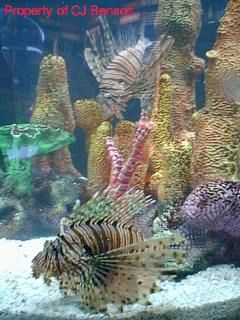 16 Epcot Living Seas.jpg (23408 bytes)