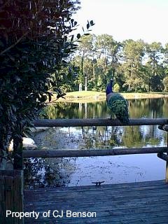 38 Ft Wilderness Peacock.jpg (25352 bytes)