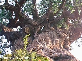 AK 02 Tree of Life.jpg (29792 bytes)