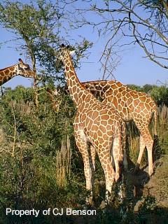 AK 07 Safari.jpg (31171 bytes)