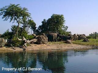 AK 09 Safari.jpg (20067 bytes)