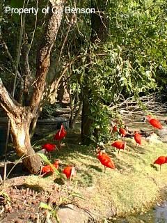 AK Birds.jpg (34795 bytes)