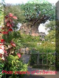 Click to Animal Kingdom