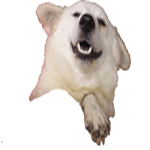 A special tribute to AIBO. Click now!