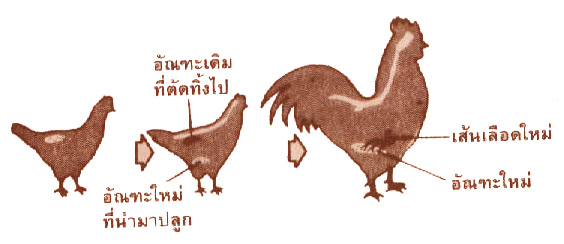 egg2.jpg (45748 bytes)