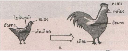 egg4.jpg (25562 bytes)