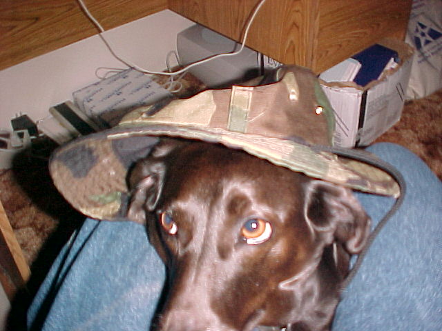 paint ball atack dog