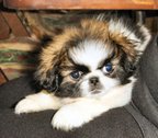 GIZMO
