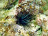datura120