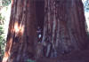 biiiiig tree
