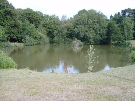 Hascombe pond