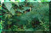 junglegreen.JPG (40269 bytes)