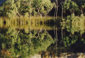 reflections.jpg (57753 bytes)
