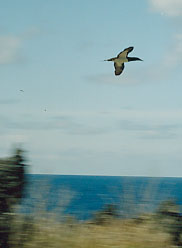 speedbird.JPG (9136 bytes)